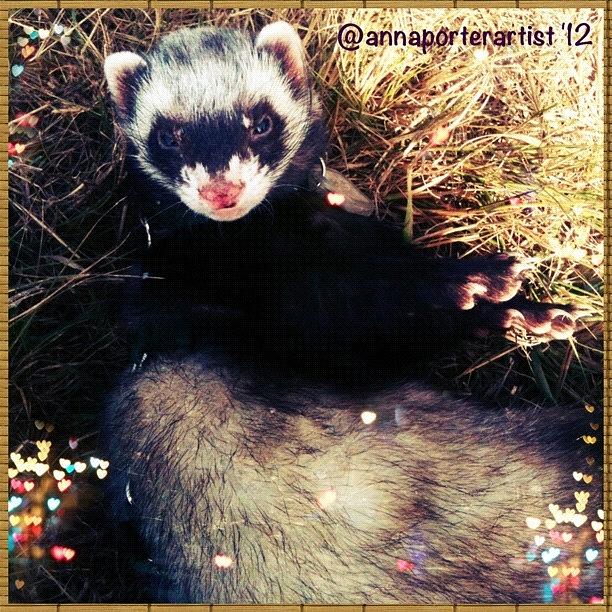 Ferret Photograph - Sometimes we like to roll in the straw #ferrets #pets by Anna Porter