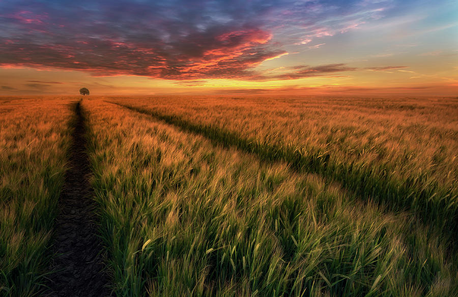 Sunset Photograph - Somewhere At Sunset by Piotr Krol (bax)