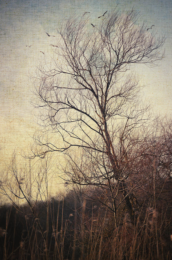 Tree Photograph - Somewhere In Time by Zapista Zapista Tree Photograph - Somewhere In Time by Zapista Zapista