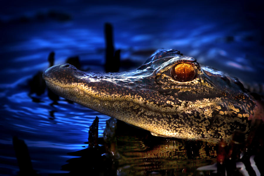 Son of a Gator Photograph by Mark Andrew Thomas