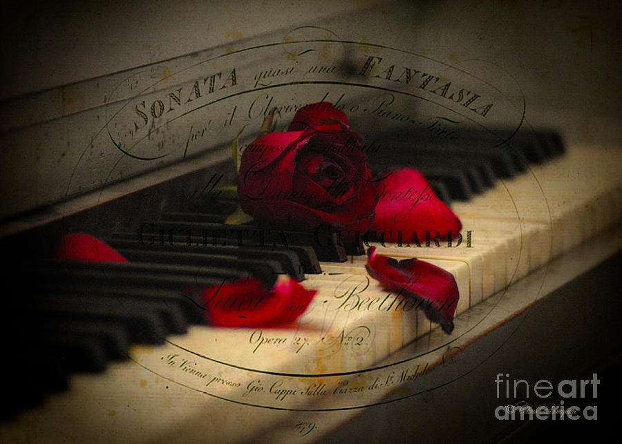 Sonata in Roses Digital Art by Chris Armytage