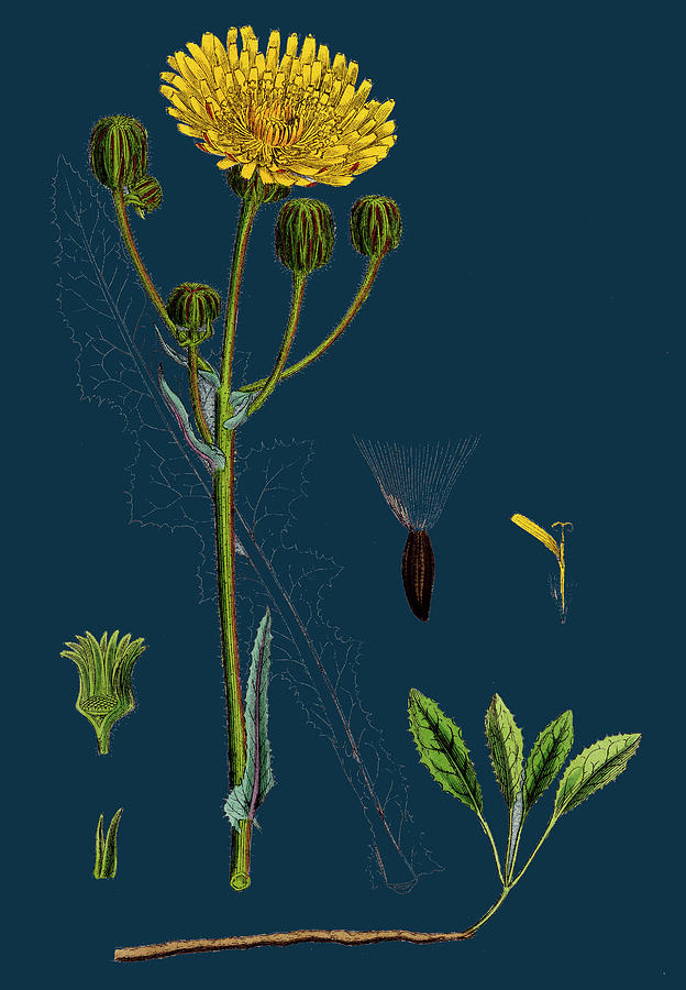 Nature Drawing - Sonchus Arvensis Corn Sow-thistle by English School