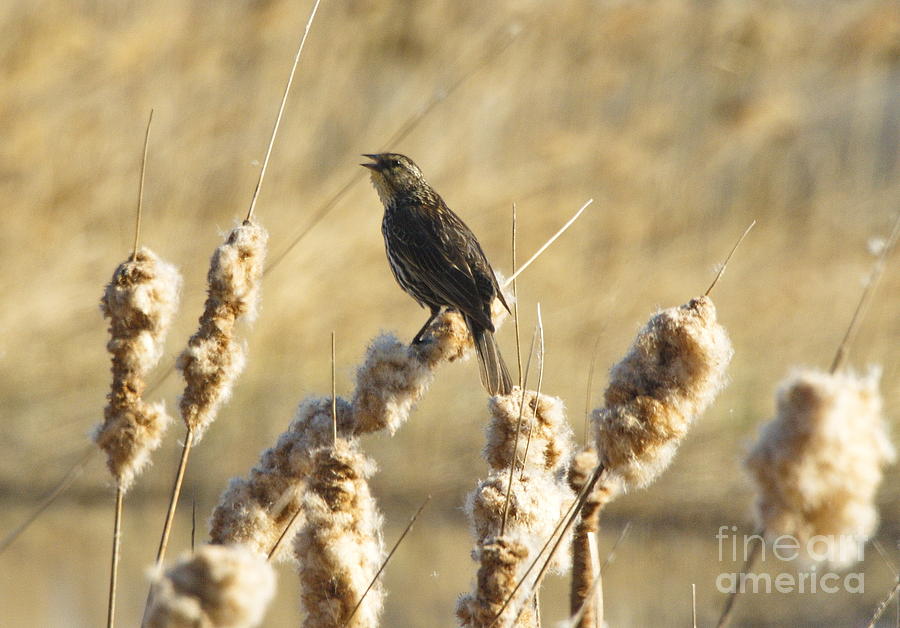 Bird Photograph - Song Bird by Andrea Kollo