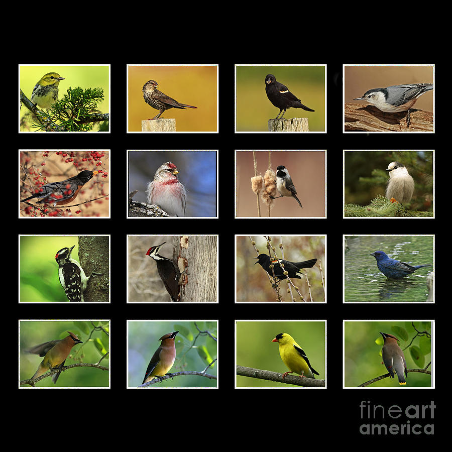 Bird Photograph - Song Birds of Canada Collection by Inspired Nature Photography Fine Art Photography