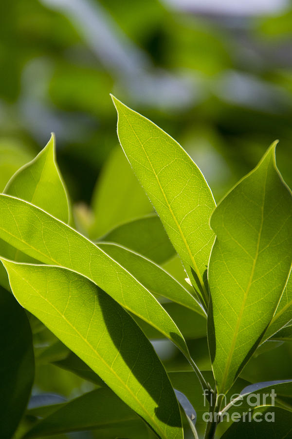 Nature Photograph - Song of leaves-2 by Tad Kanazaki Nature Photograph - Song of leaves-2 by Tad Kanazaki