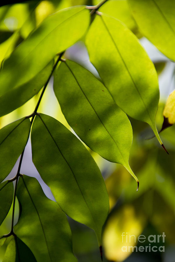 Leaf Photograph - Song of leaves-4 by Tad Kanazaki Leaf Photograph - Song of leaves-4 by Tad Kanazaki