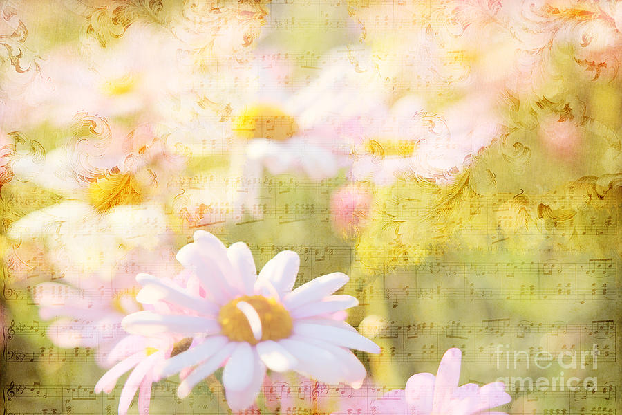 Song of Spring I - Lovely Soft Pink Daisies Photograph by Beverly Claire Kaiya