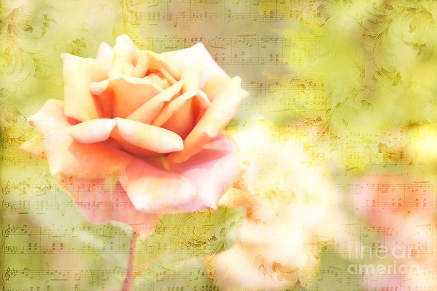 Song of Spring II - Lovely Pale Orange Rose Photograph by Beverly Claire Kaiya