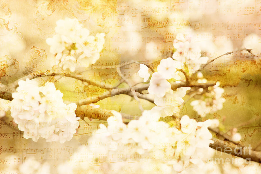 Cherry Blossom Photograph - Song of Spring III - White Cherry Blossoms by Beverly Claire Kaiya