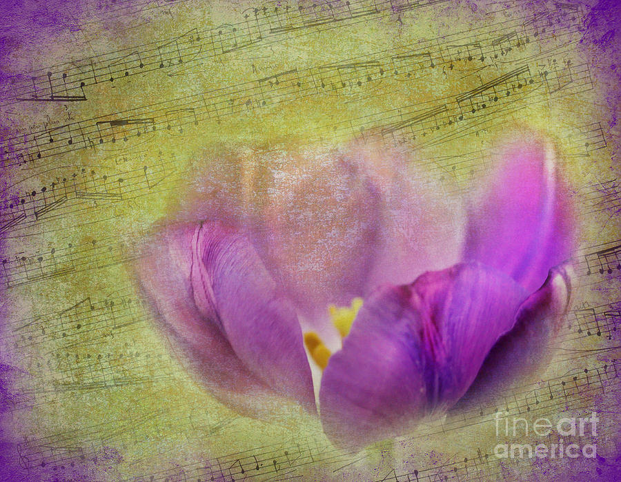 Spring Photograph - Song of Spring by Judi Bagwell