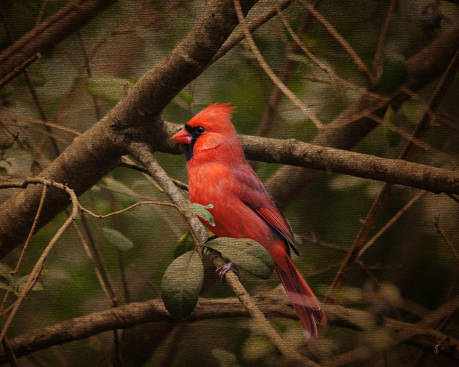 Song of the Redbird 1 Photograph by Jai Johnson