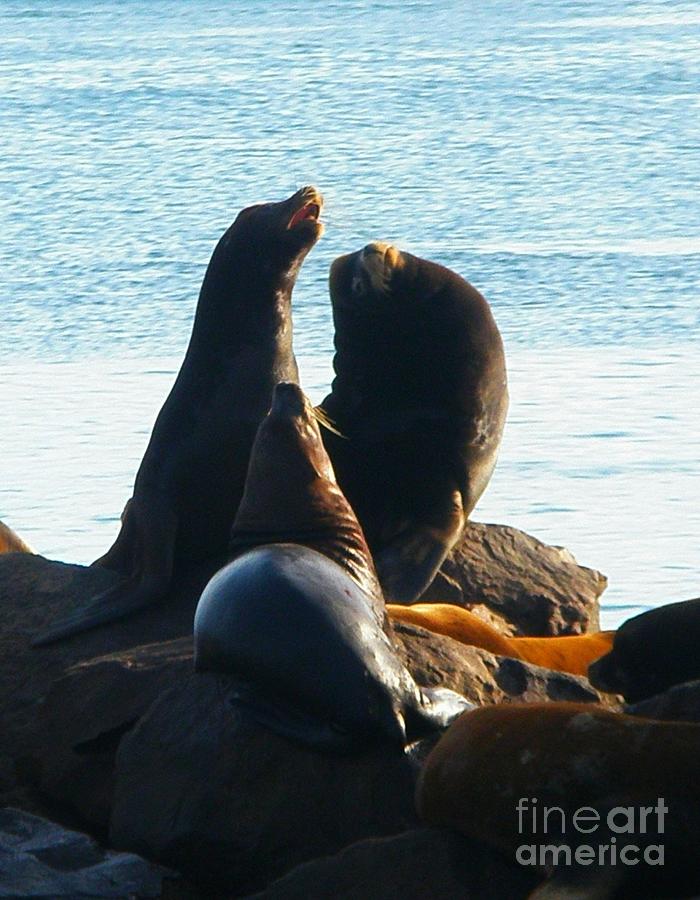 Song of the Sea Lions Photograph by Liz Snyder