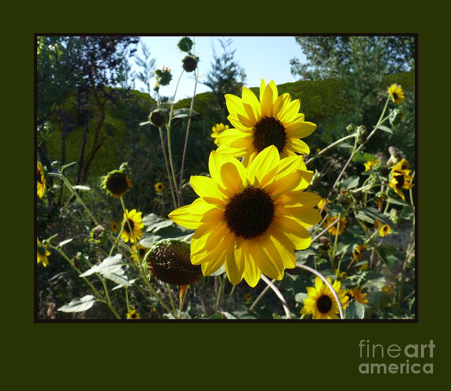 Song of the Sunflower Photograph by Jacquelyn Roberts