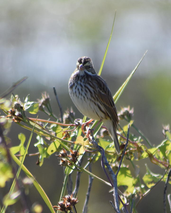 Song Sparrow 1 Photograph by Sheri McLeroy