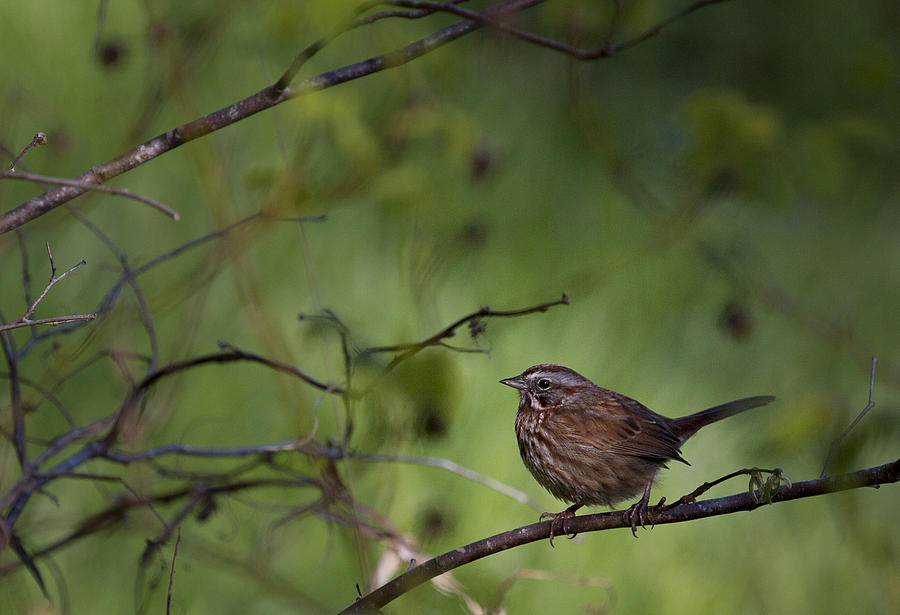 Song Sparrow 2 Photograph by Belinda Greb