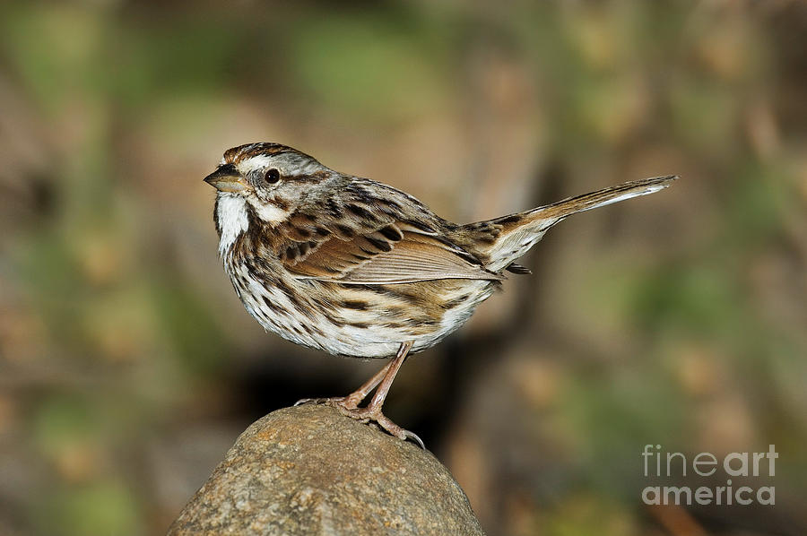 Song Sparrow Photograph by Anthony Mercieca