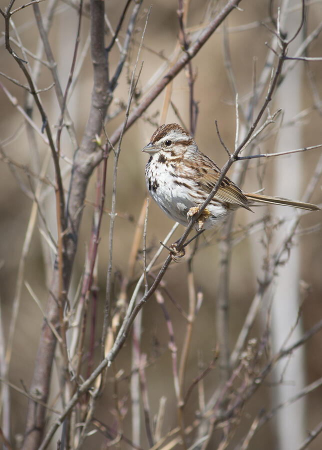 Song Sparrow Photograph by Dale Kincaid