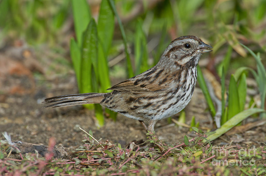 Song Sparrow Eating Seeds Photograph by Anthony Mercieca