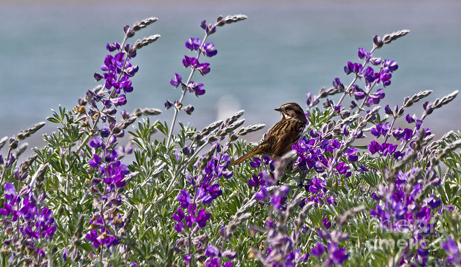 Song Sparrow in Lupine Photograph by Kate Brown
