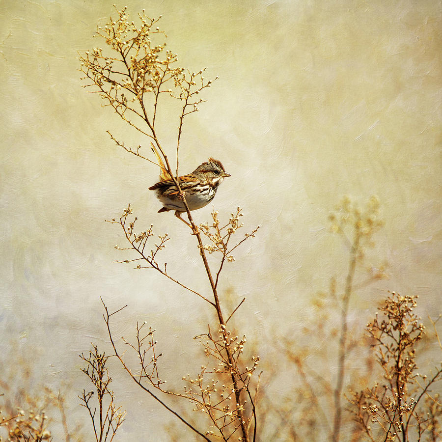 Song Sparrow In Serene Scene Photograph by Susangaryphotography