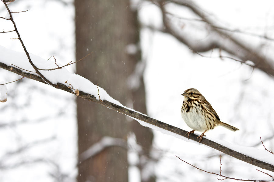 Song Sparrow in Snow Photograph by Jemmy Archer
