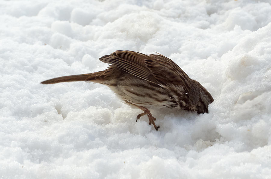 Song Sparrow is Sick of Winter Photograph by Holden The Moment