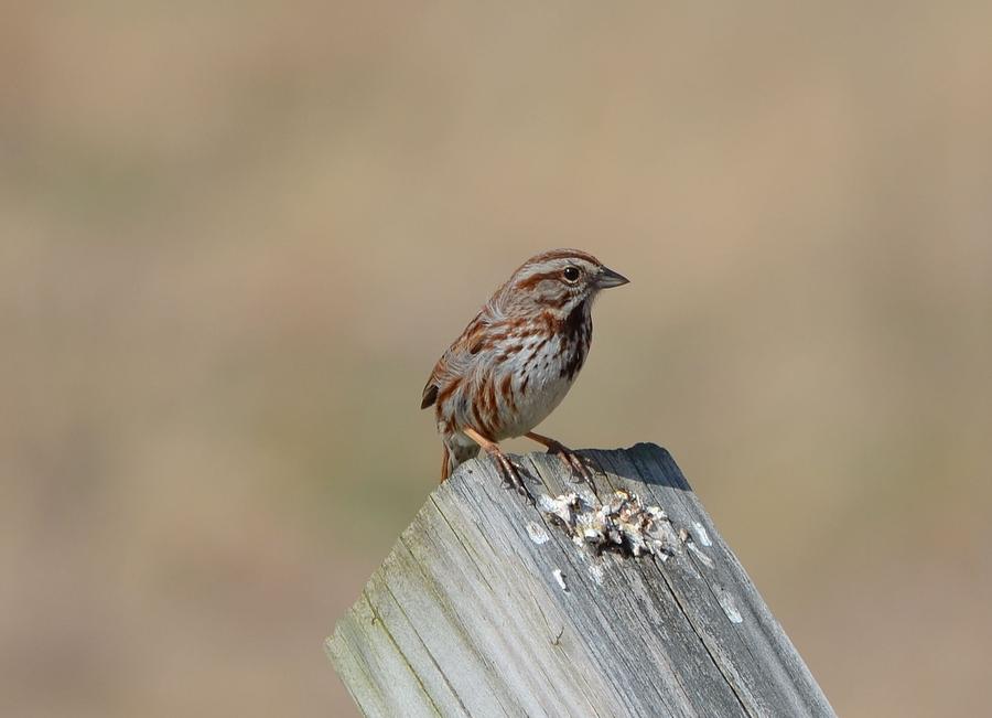 Song Sparrow Photograph by James Petersen
