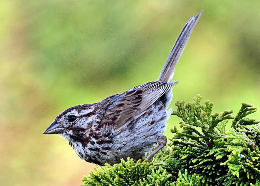Song Sparrow Photograph by Janice Drew
