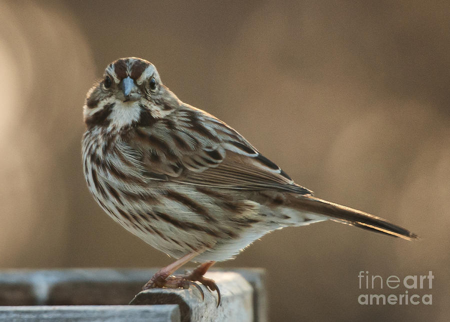 Song Sparrow Photograph by Jim Moore