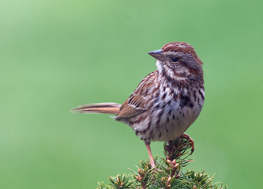 Song Sparrow Photograph by Jim Zablotny