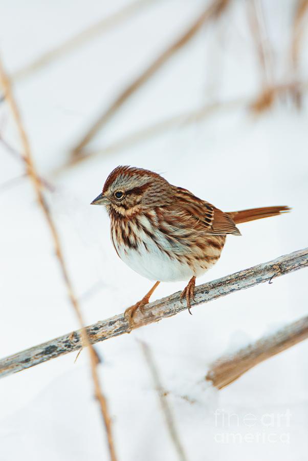 Song Sparrow Photograph by John Harmon