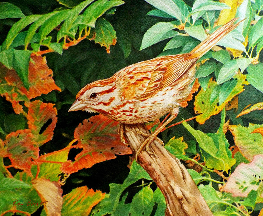 Song Sparrow  Painting by Ken Everett