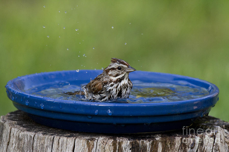 Song Sparrow Photograph by Linda Freshwaters Arndt
