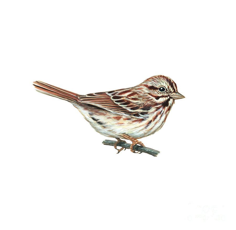 Song Sparrow Melospiza Melodia Photograph by Carlyn Iverson