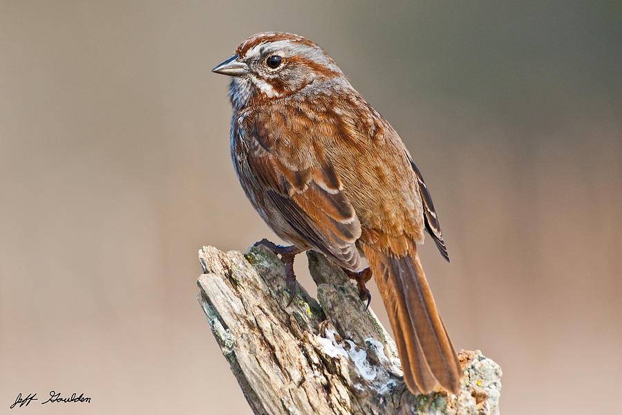 Nature Photograph - Song Sparrow on a Driftwood Perch by Jeff Goulden