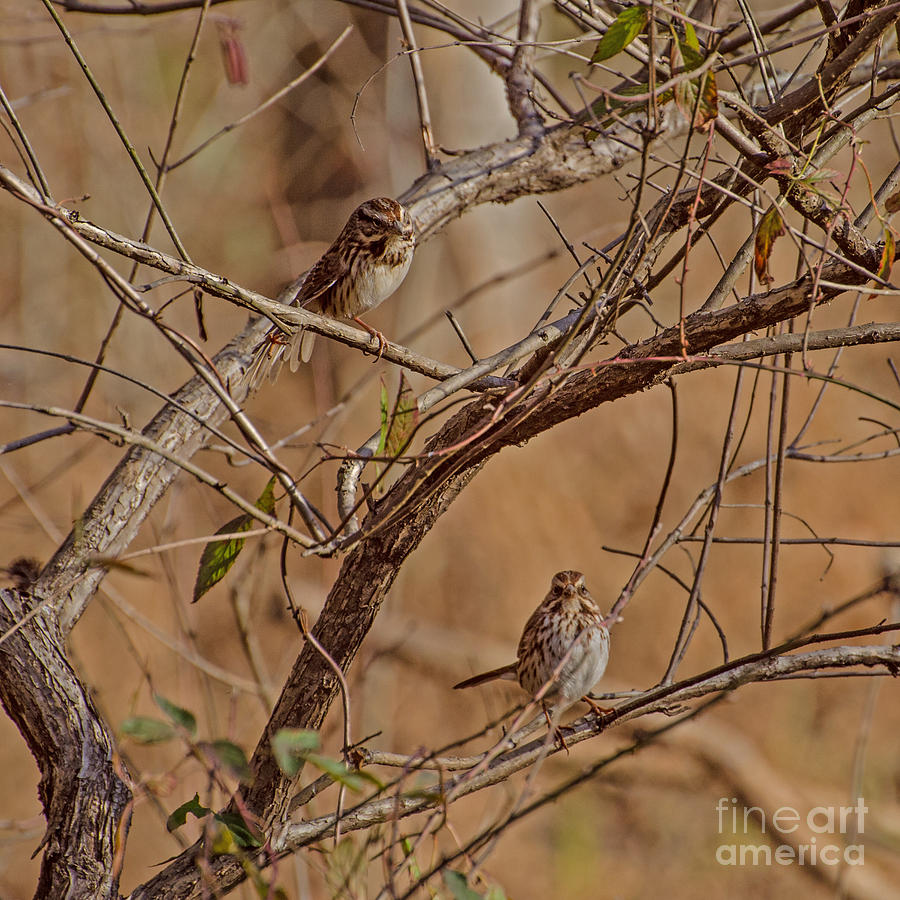 Song Sparrows Photograph by Donna Brown