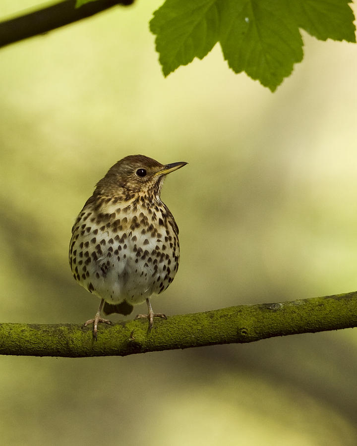 Song Thrush Photograph by Paul Scoullar