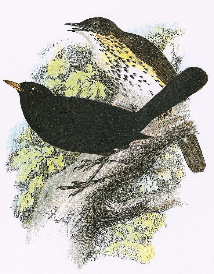 Blackbird Photograph - Song-thrush Top And Blackbird Bottom by English School