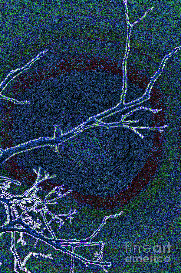 Songbird blue Photograph by First Star Art