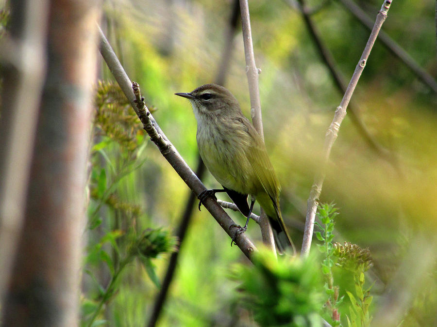 Songbird in the Glen Photograph by Kimberly Mackowski