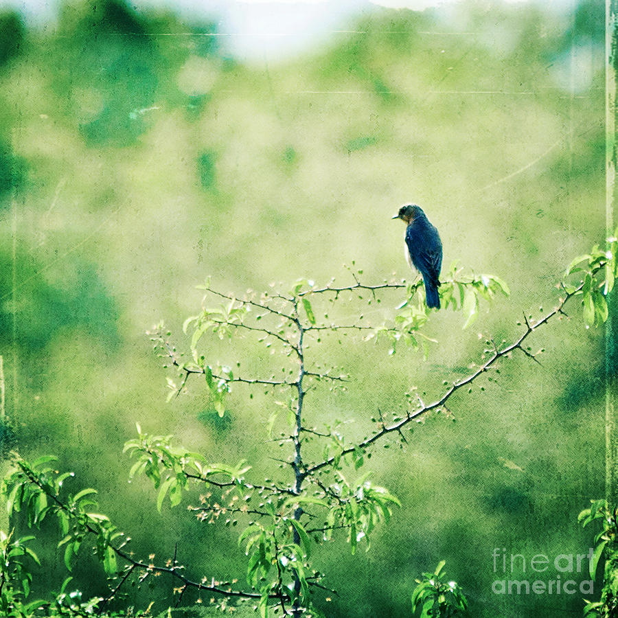 Songbird Photograph by Kim Fearheiley