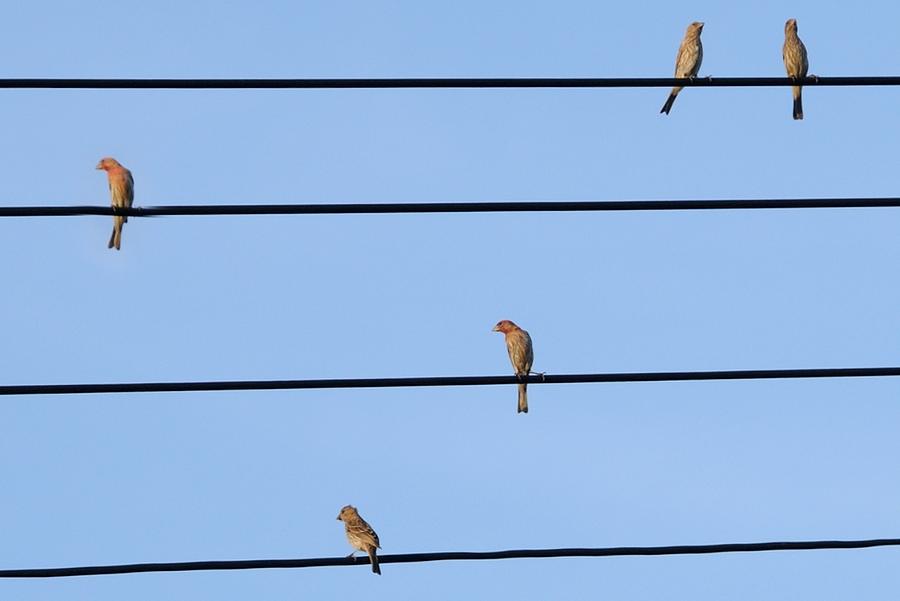 Songbirds- House Finches on Electrical wires. Photograph by Bradford Martin