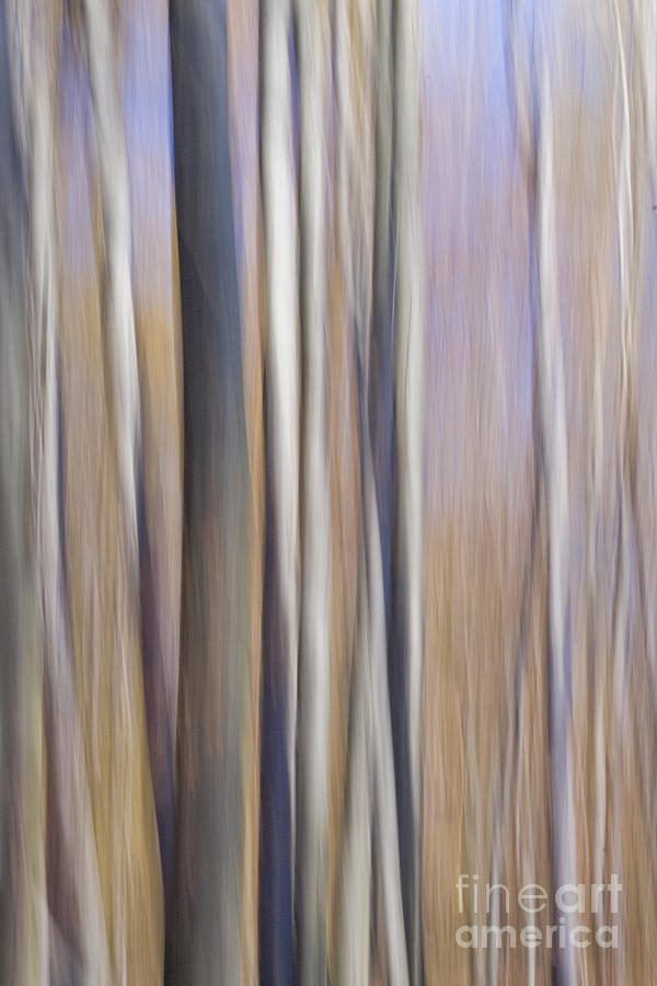 Tree Photograph - Songlines IV by Maria Ismanah Schulze-Vorberg