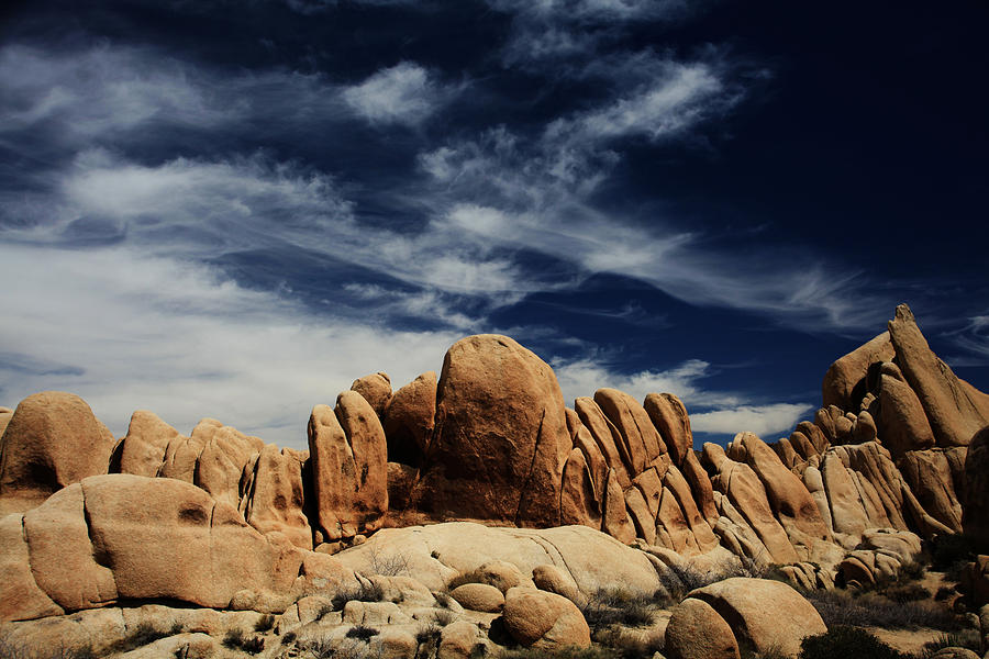 Joshua Tree National Park Photograph - Songs of Misery by Laurie Search