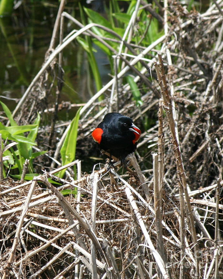 Song of the Red Winged Blackbird  Photograph by Neal Eslinger