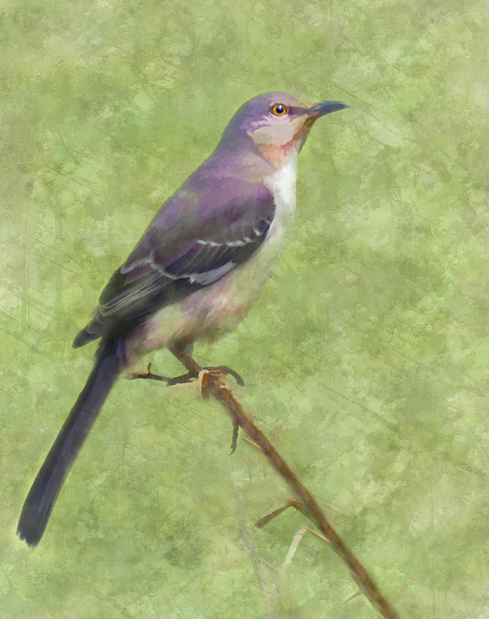 Mockingbird Digital Art - Songster by Grace Dillon
