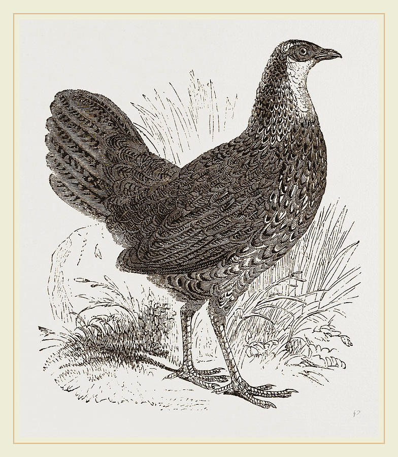 Sonnerats Junglefowl Female Drawing by Litz Collection