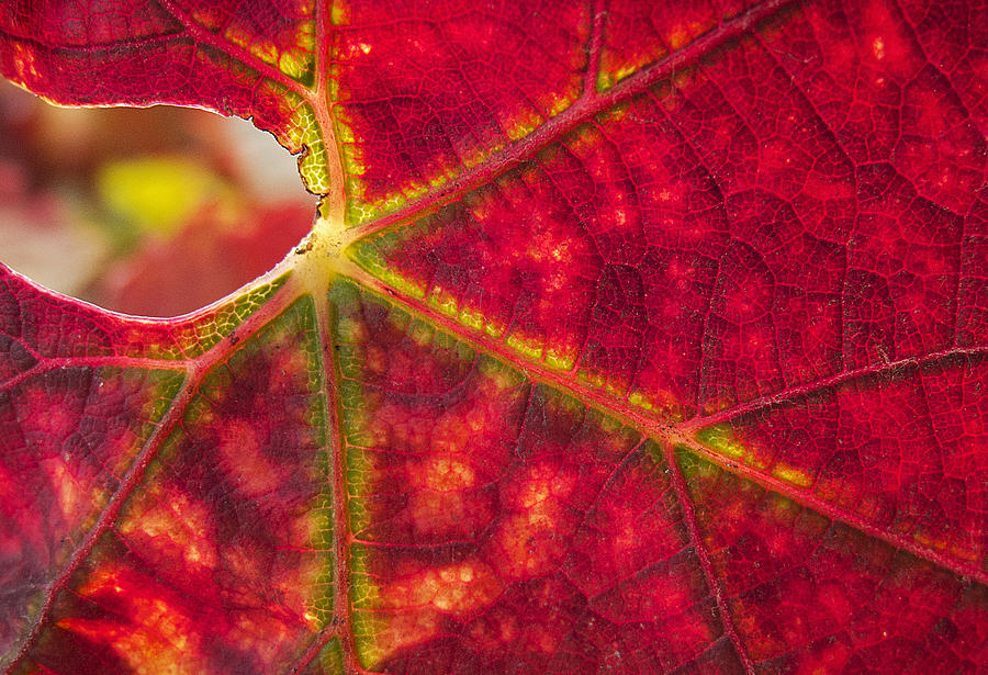 Sonoma Fall Leaf Photograph by Doug Davidson