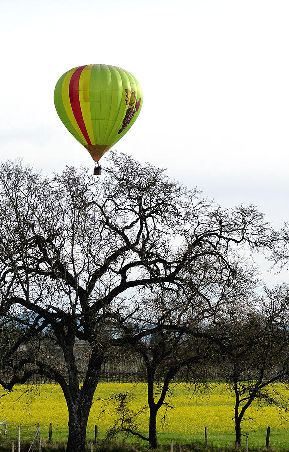 Sonoma Hot Air Balloon over Mustard Field Photograph by Sciandra  