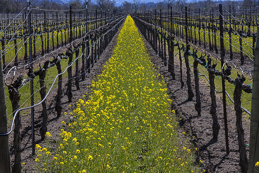 Flower Photograph - Sonoma Mustard Grass by Garry Gay